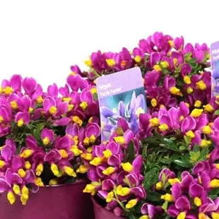 Polygala 'Purple Passion'
