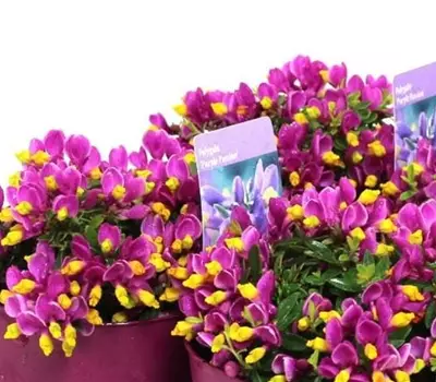 Polygala 'Purple Passion'