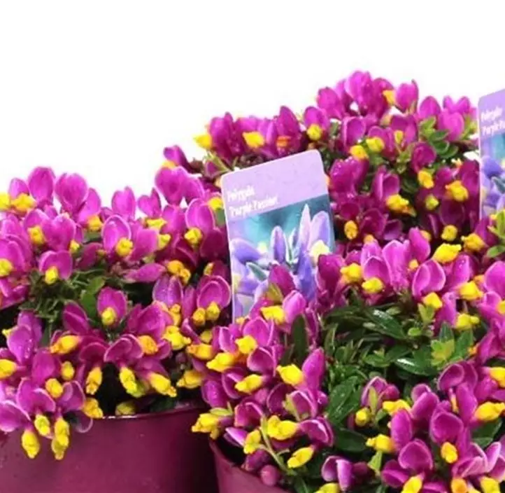 Kreuzblume 'Purple Passion'