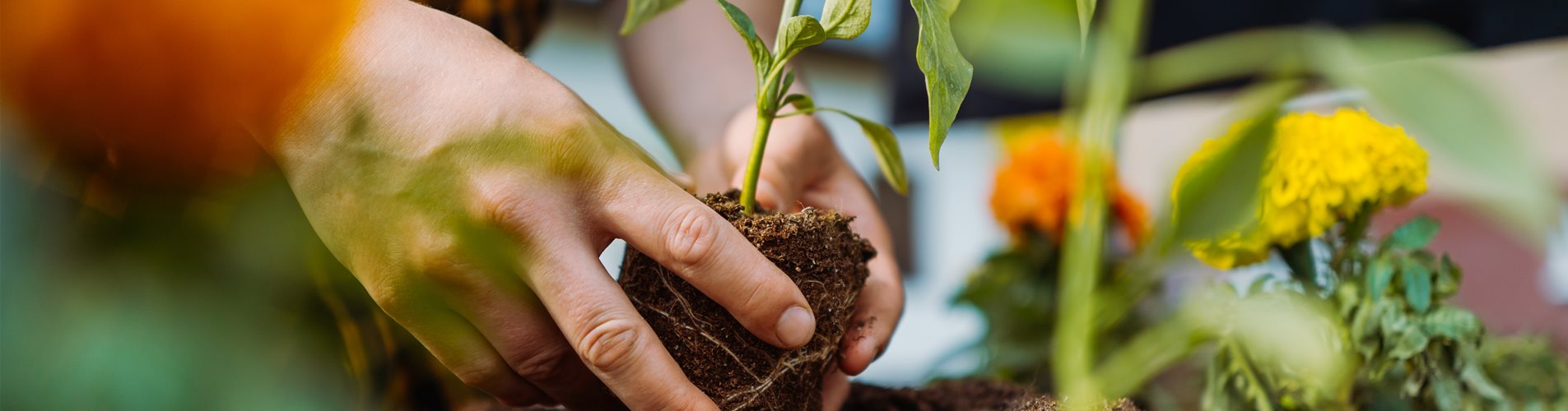 KW 08 - Header LP DODO