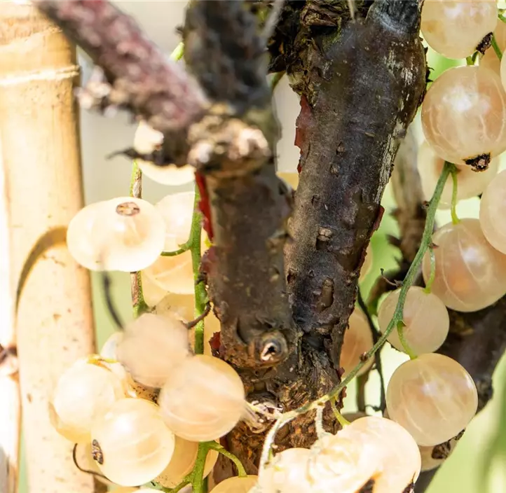 Johannisbeere 'Weiße Versailler'