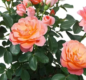 Rose Sugar Candy