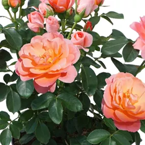 Rose Sugar Candy