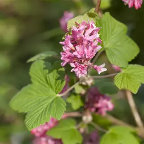 Ribes sanguineum Amore