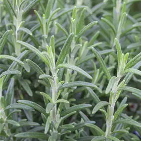 Rosmarinus officinalis blue winter