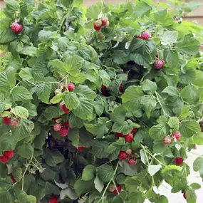 Rubus idaeus Little Sweet Sister