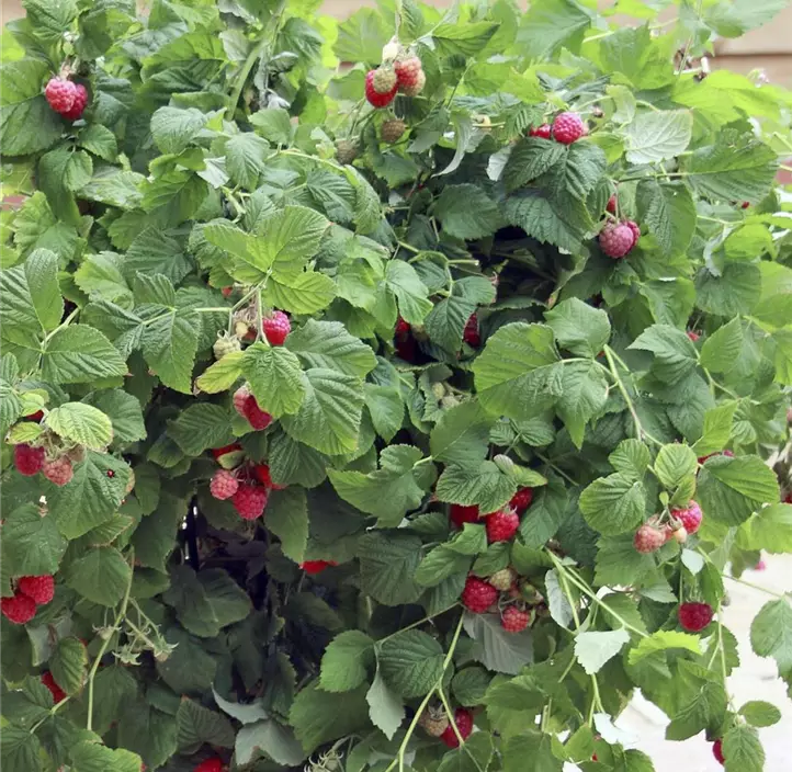 Zwerghimbeere 'Lowberry® Little Sweet Sister®'