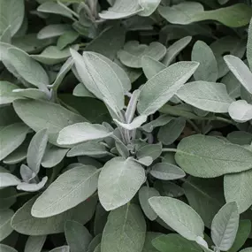 Salvia officinalis Maxima