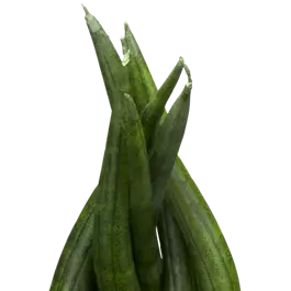 Sansevieria cylindrica Braid