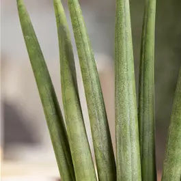 Sansevieria cylindrica Rocket