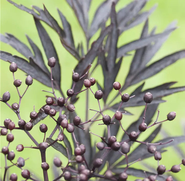 Schwarzer Holunder 'Black Lace'(s) 