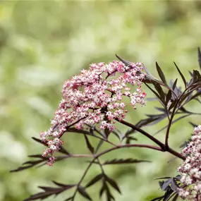 Sambucus nigra 'Black Lace'®