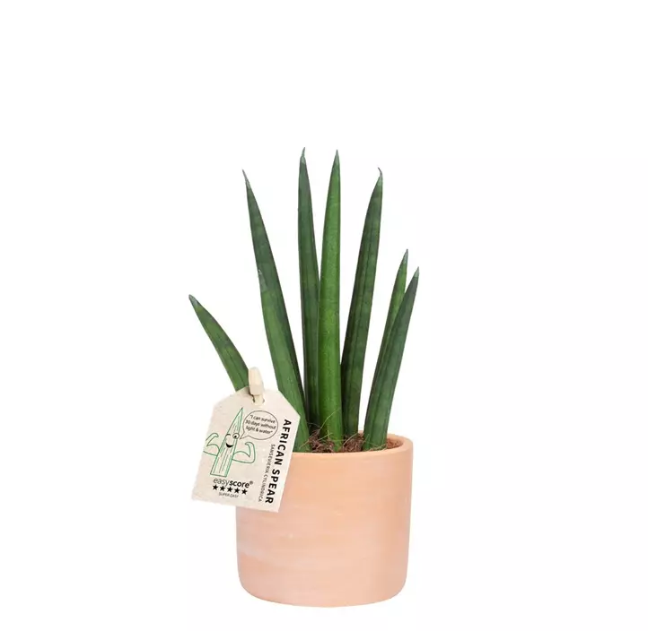 Bogenhanf 'Rocket' in Terracotta