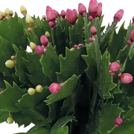 Schlumbergera Hybride DUO