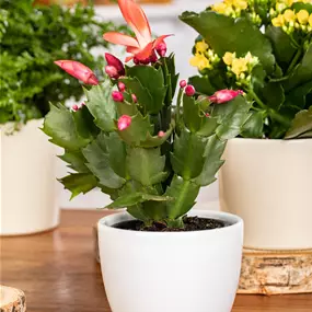 Schlumbergera hybride mini