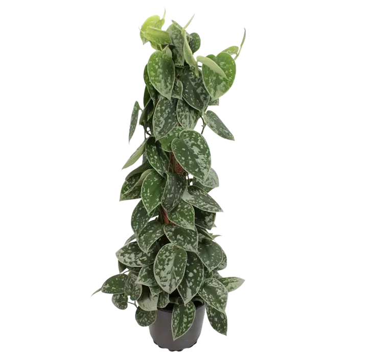 Efeutute 'Silvery Ann'