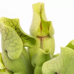 Sarracenia purpurea venosa