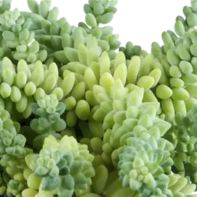 Sedum Burrito
