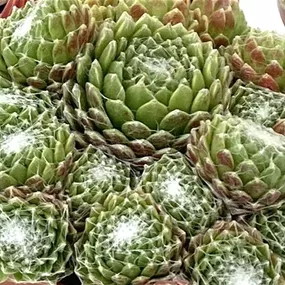 Sempervivum in Grautönen