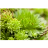bellaflora Gartencenter GmbH