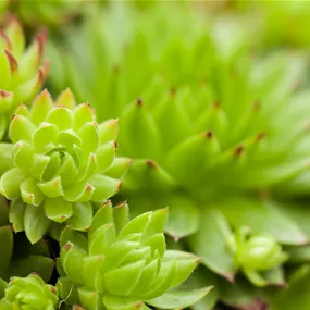 Sempervivum in Grüntönen
