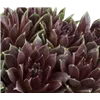 bellaflora Gartencenter GmbH