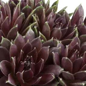 Sempervivum in Lilatönen