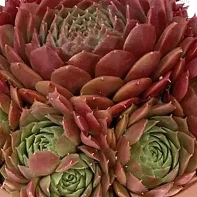 Sempervivum in Rottönen