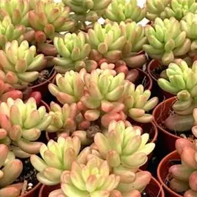 Sedum rubrotinctum roseum
