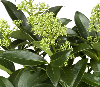 Skimmia japonica White Dwarf