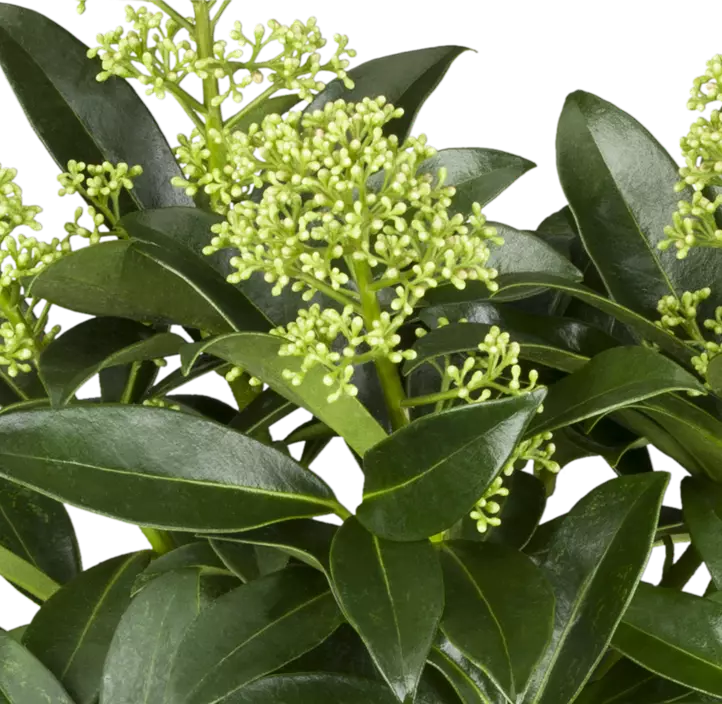 Skimmie 'White Dwarf'