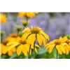 bellaflora Gartencenter GmbH