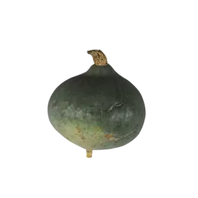 Speisekürbis Blue Ballet