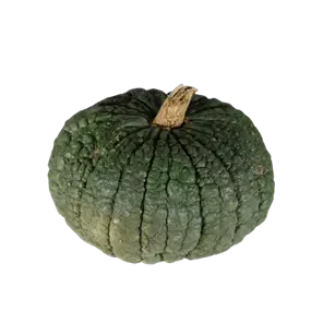 Speisekürbis Buen Gusto