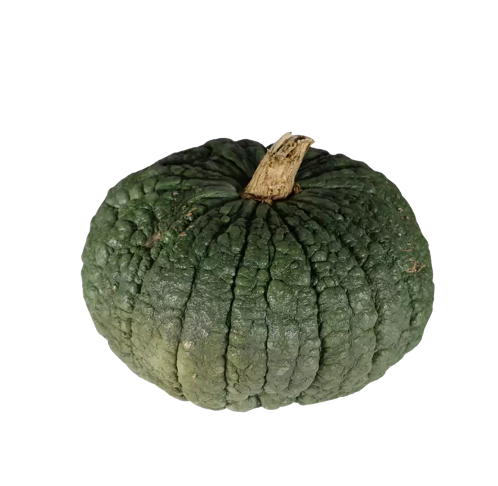 Speisekürbis Buen Gusto