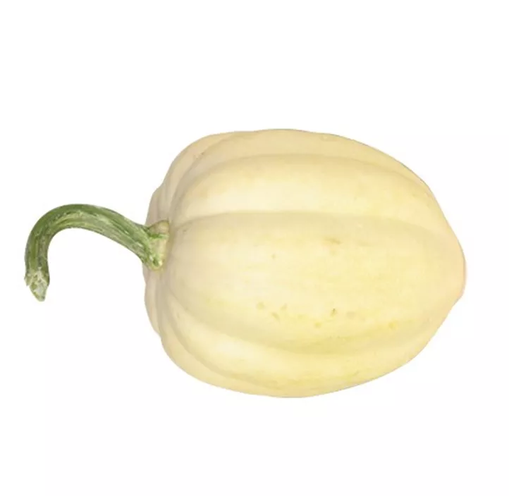 Speisekürbis Creme of Crop