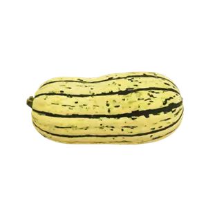 Speisekürbis Delicata