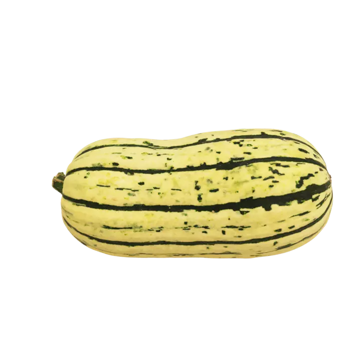 Speisekürbis Delicata