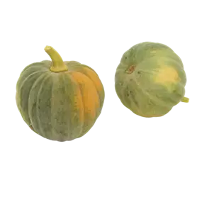 Speisekürbis Futsu black rinded