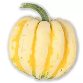 Speisekürbis Karneval