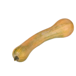 Speisekürbis Longe Denice