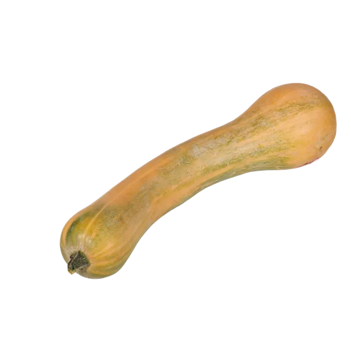 Speisekürbis Longe Denice