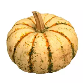 Speisekürbis Sam Bicolor/Pump Ke Mon