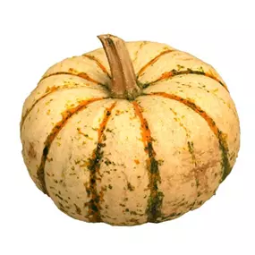 Speisekürbis Sam Bicolor/Pump Ke Mon