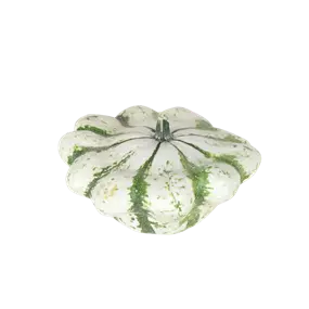 Speisekürbis Vert Blanc