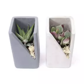 Sukkulenten-Set im Betontopf Quader