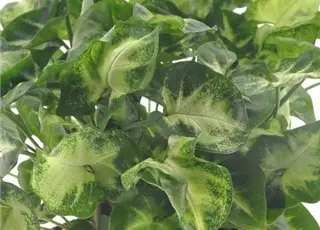 V001134724_Syngonium 'Pixie'-2 - Kopie.jpg