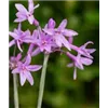 bellaflora Gartencenter GmbH