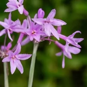 Tulbaghia violacea