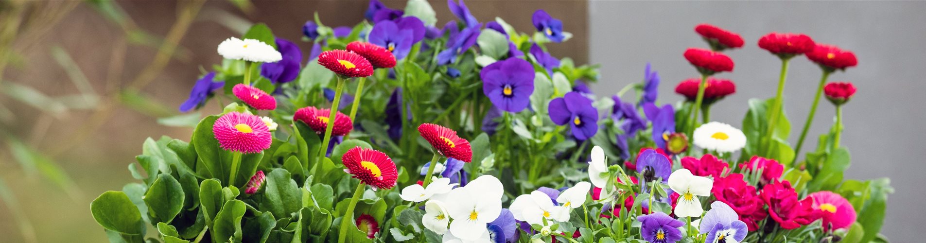 Frühlingsblumenmix im Betonkübel